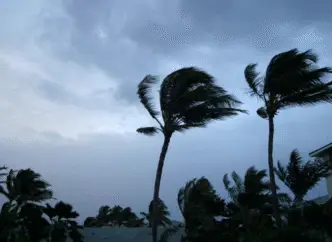 trees blowing in wind from hurricane